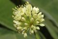 Allium victorialis